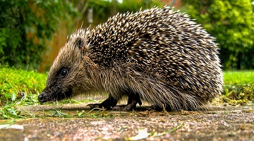 AI to help national hedgehog survey